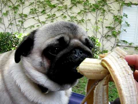 why do pugs eat their own happy the pug bananas mighty pugs why do pugs eat their own happy the pug bananas mighty pugs