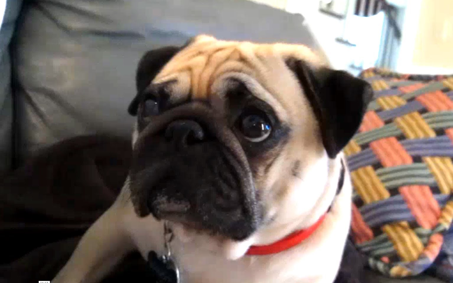 how to clean a pugs nose bandit the pug takes a scolding mighty pugs how to clean a pugs nose bandit the pug takes a scolding mighty pugs