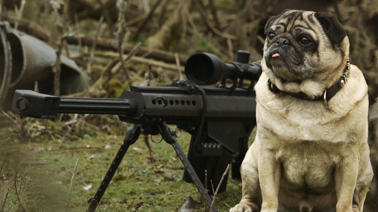 how do pugs stay pugs at work sergeant pugsley saves the day mighty pugs how do pugs stay pugs at work sergeant pugsley saves the day mighty pugs