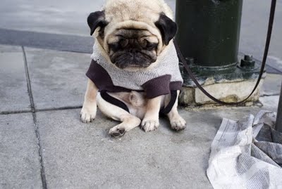 pug with separation anxiety