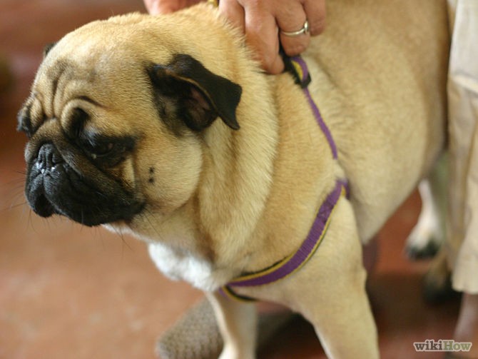 670px-Put-a-Harness-on-a-Pug-Step-4