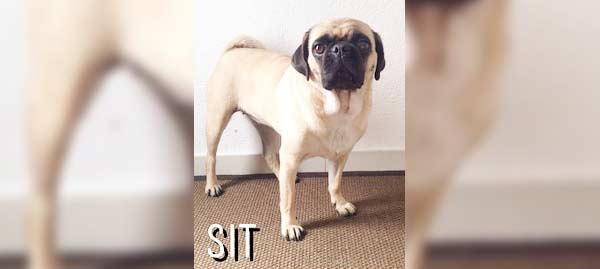 Pug-Sit