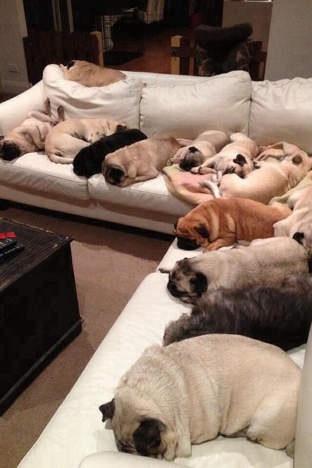 PugCouch