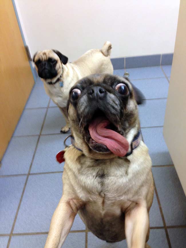 Why So Serious Pug