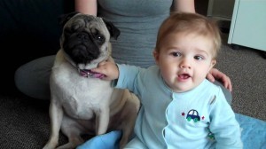 Pug Tolerates Baby, Both Love Adele
