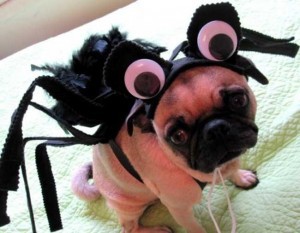 sad-etsy-dogs-halloween-1