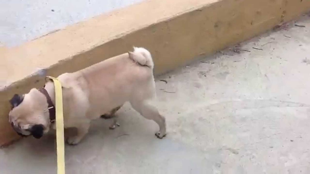 Hilarious Acrobat Pug Walks on Two Legs