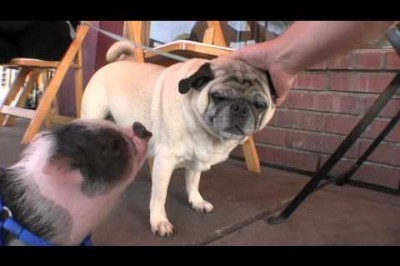 pig vs pug