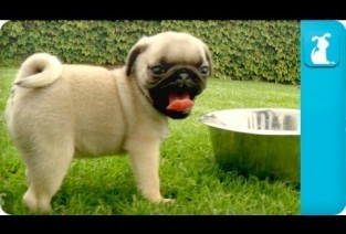 Bundles of Puggly Joy