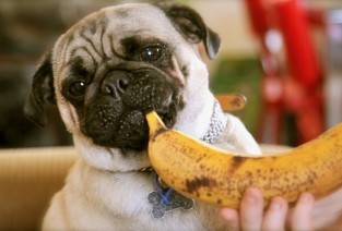 Pablo the Food Critic Pug