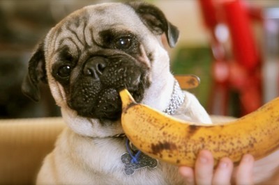 Pablo the Food Critic Pug