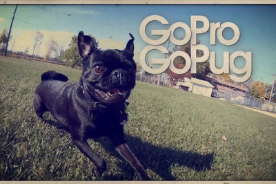 Slo-Mo Pugs are Even Cuter