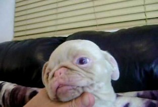 Do Blond Pugs Have More Fun?