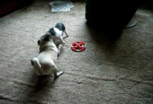 This Playful Pot-bellied Piglet and Pug Are Pals!