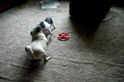 This Playful Pot-bellied Piglet and Pug Are Pals!