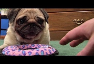 Will Maggie the Pug Share Her New Dog Toy?