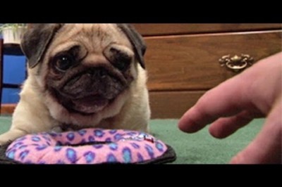 Will Maggie the Pug Share Her New Dog Toy?