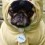 Pug In Pug Costume