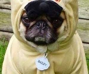 Pug In Pug Costume